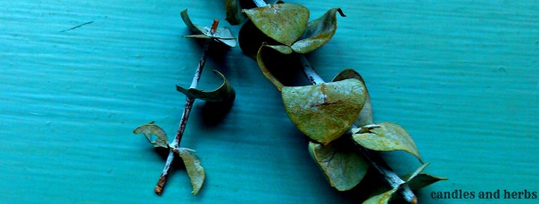 In real live, eucalyptus is greener and more bouncy ... the stems pictured are from my dried herb collection