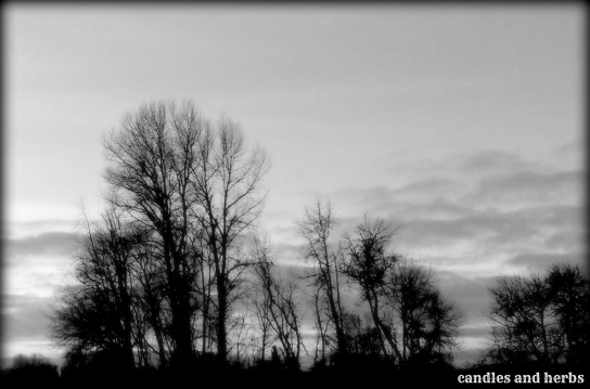 black and white winter trees (c&h)