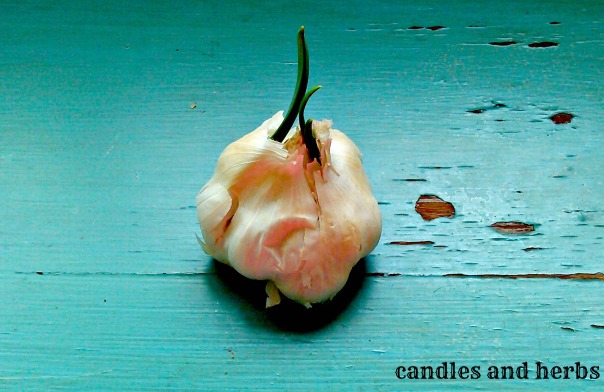 garlic sprout (c&h)